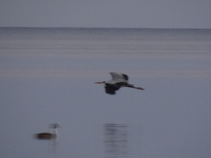 Graureiher im Anflug